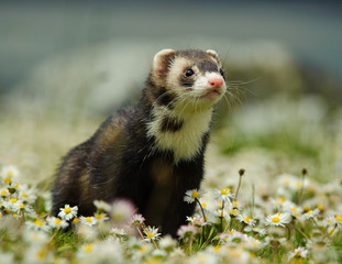Ferret outdoor portrait in spring flowers