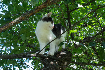 Young black and white cat on a cherry tree branch among green foliage.