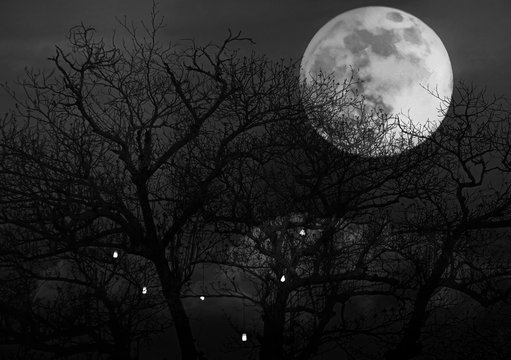 bright full moon with spooky tree branches background © aimy27feb