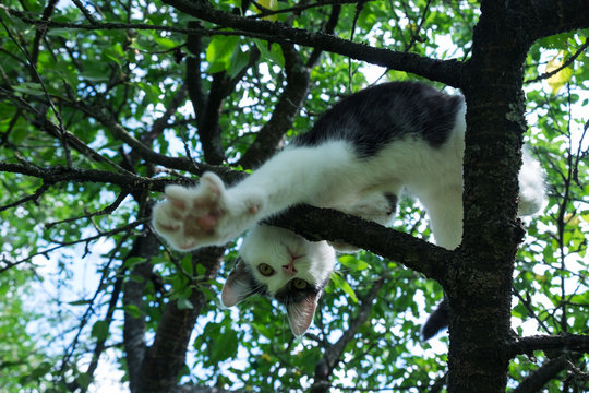 Young black and white cat on a cherry tree branch among green foliage.
