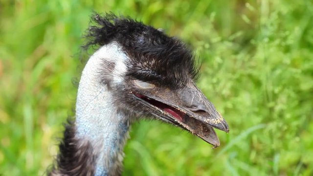 Ostrich Emu (Dromaius novaehollandiae) on the grass