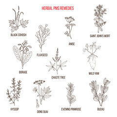 Herbal Remedies for PMS