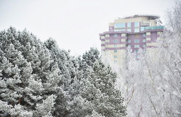 Pines in the snow against the background of a multi-storey residential building