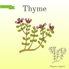 Aromatic herbs collection flowering thyme