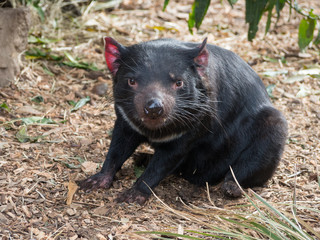 Tasmanian Devil