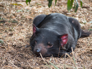 Tasmanian Devil