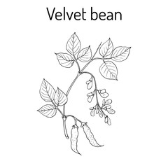 Velvet bean Mucuna pruriens , medicinal plant.