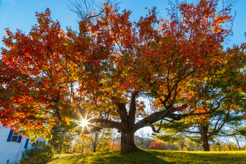 Traumhafter Herbstbaum mit Sonnenstrahlen