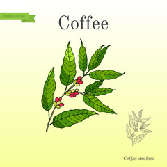 Coffee tree branch