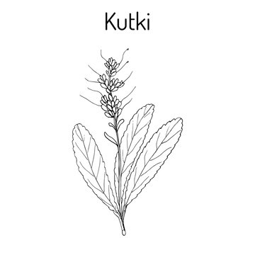 Kutki Picrorhiza kurroa , medicinal plant