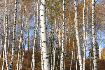 beautiful scene in yellow autumn birch forest in october with fallen yellow autumn leaves