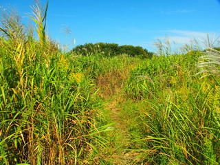 秋の草むら風景