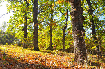 Obraz premium Oak forest with autumn colors. Beautiful forest background