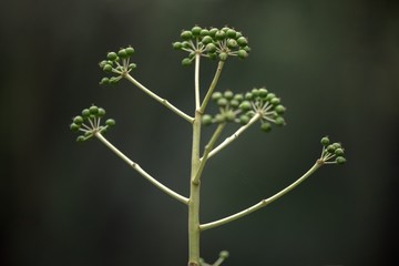 Small fresh plant growing closeup