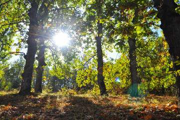 Oak forest with autumn colors. Beautiful forest background