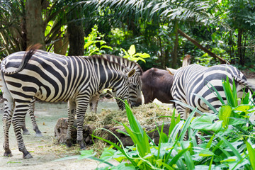 Fototapeta na wymiar Zebras while eating