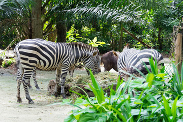 Fototapeta na wymiar Zebras while eating