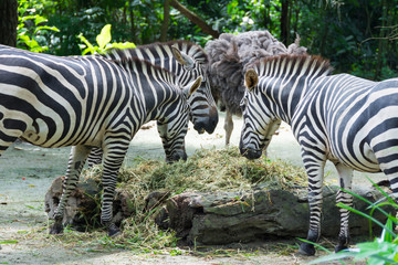 Zebras while eating