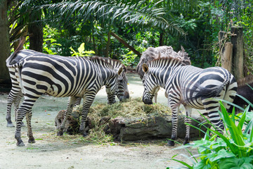 Zebras while eating