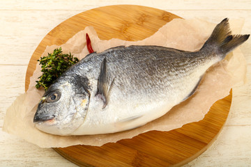 raw dorada fish