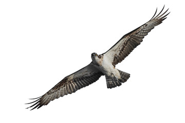 Osprey (Pandion haliaetus)