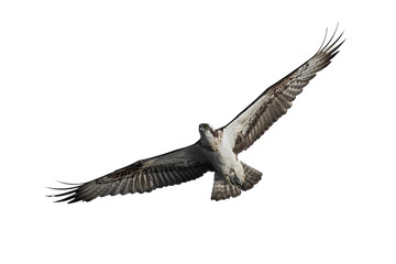 Fototapeta na wymiar Osprey (Pandion haliaetus)