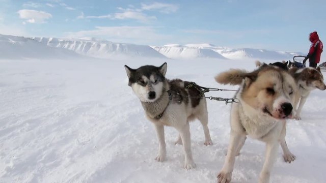 Man riding dog sled team husky Eskimo white snowy road of North Pole in Arctic. Way from airport Longyear to Pyramid on Spitsbergen on background of glacier mountains of Svalbard in Norway.