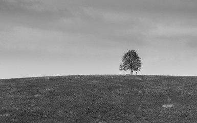 Tree and cross black and white