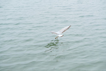 Gannet in Flight over the sea