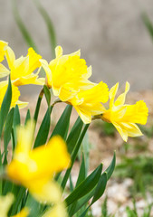 daffodils