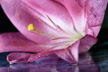 The concept of macro beauty of flowers LXV / The colorful beauty of nature