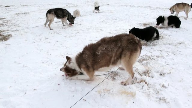 Sled dog team malamute Eskimo haski eat meat of North Pole in Arctic. Way from Longyearbyen airport Longyear to Pyramid on Spitsbergen on background of glacier mountains Svalbard in Norway.