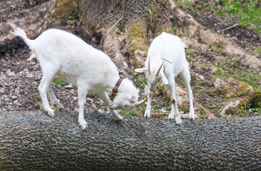 goats fight