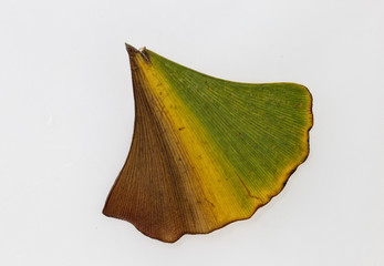 Ginkgoblatt im Herbst