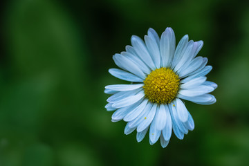 Obraz premium Margherita