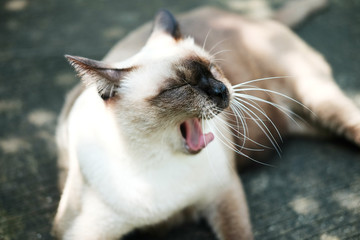 Siam cat is yawning,cat screaming. Cat sit on cement floor