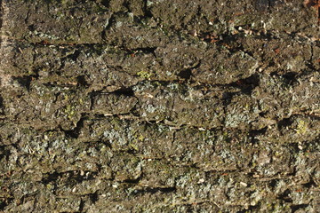 Holztextur, Hintergrundbild, braune Baumrinde