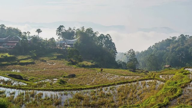 Little traditional village with tipical boat shaped roofs in idyllic location among beautiful terraced rice paddies and jungle in Tana Toraja, South Sulawesi, Indonesia