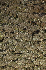 Holztextur, Hintergrundbild, braune Baumrinde