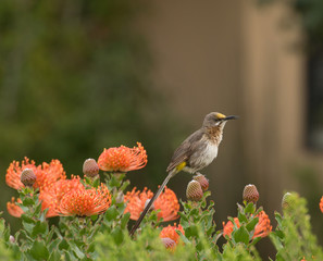 Cape Sugar bird, male,  Promerops cafer, sitting on Pincushion Fynbos looking right with beak open. South Africa