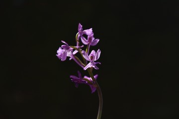 Orchis anatolica orchidée sauvage sur fond noir