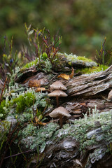 The art of nature. A small beautful world of it's own.