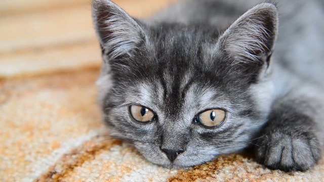 Gray kitten of British breed falls asleep