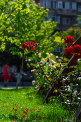 Garden flowers in the summer