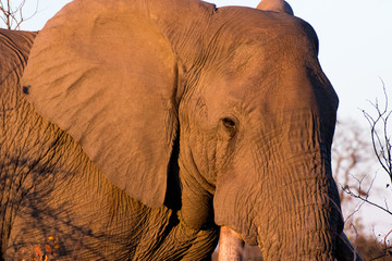 Elefante Africano Primo Piano