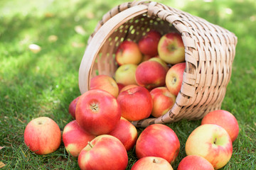 Red apples in a basket