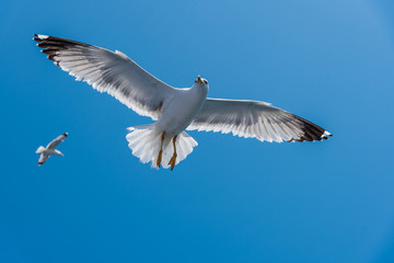 Seagulls at the Ionian sea