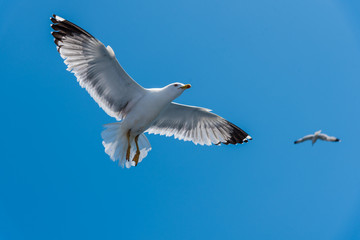 Seagulls at the Ionian sea