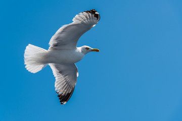 Seagulls at the Ionian sea