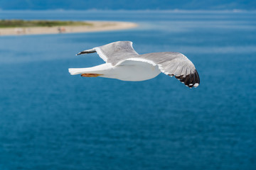 Seagulls at the Ionian sea